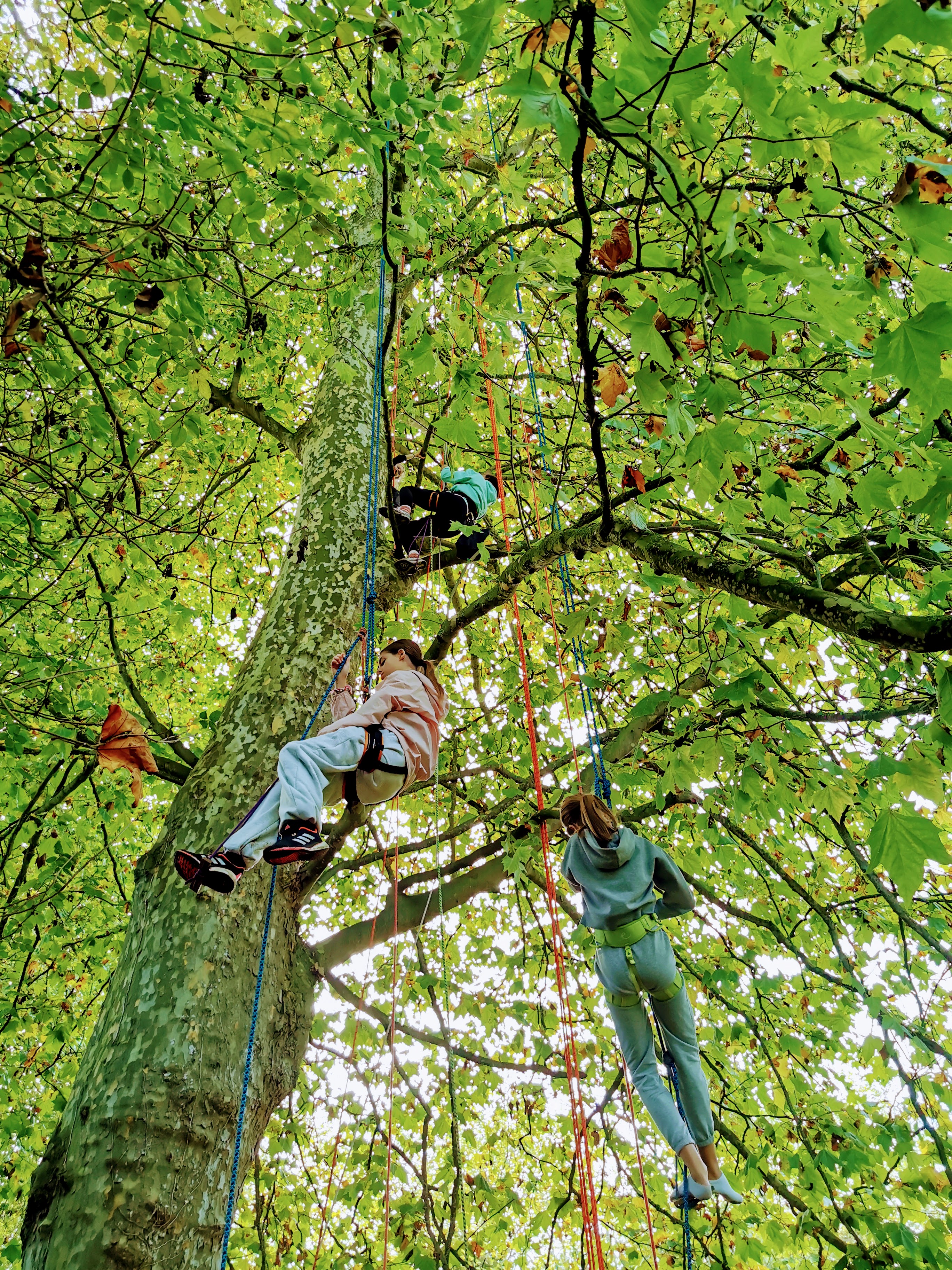Balade arborée grimpe d'arbre découverte nature Bretagne - Photo 14