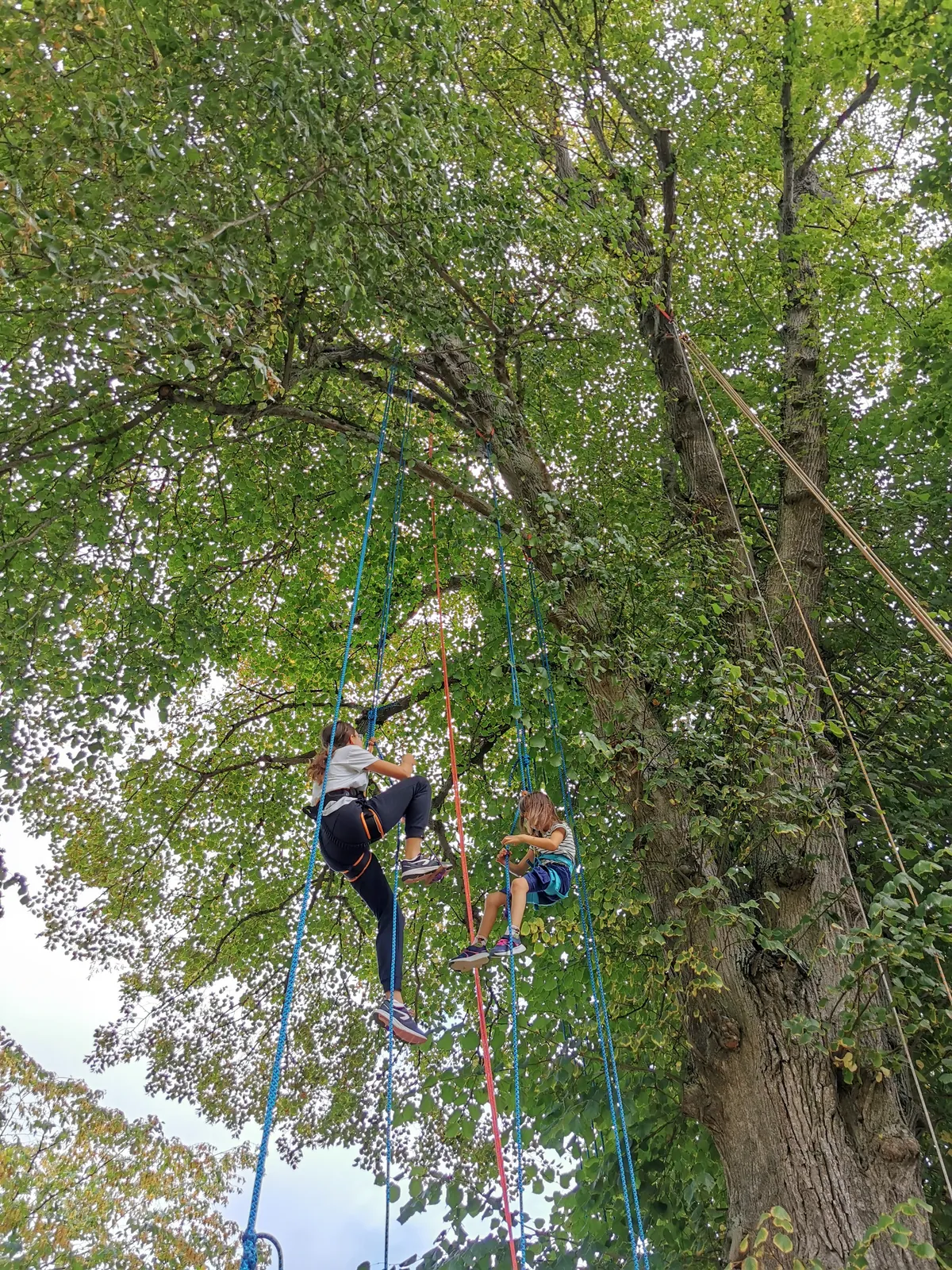 Grimpe d'arbre collectivités entreprises Bretagne - Photo 1