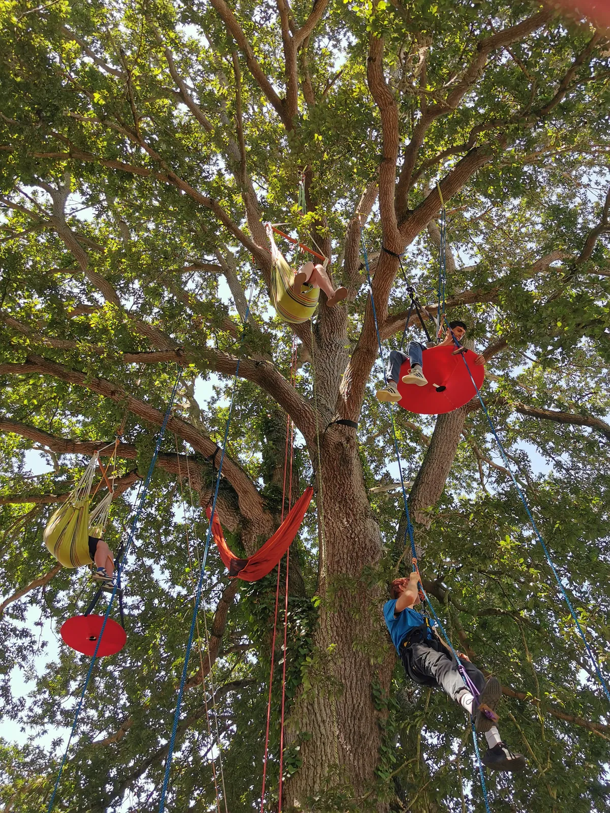 Grimpe d'arbre collectivités entreprises Bretagne - Photo 4