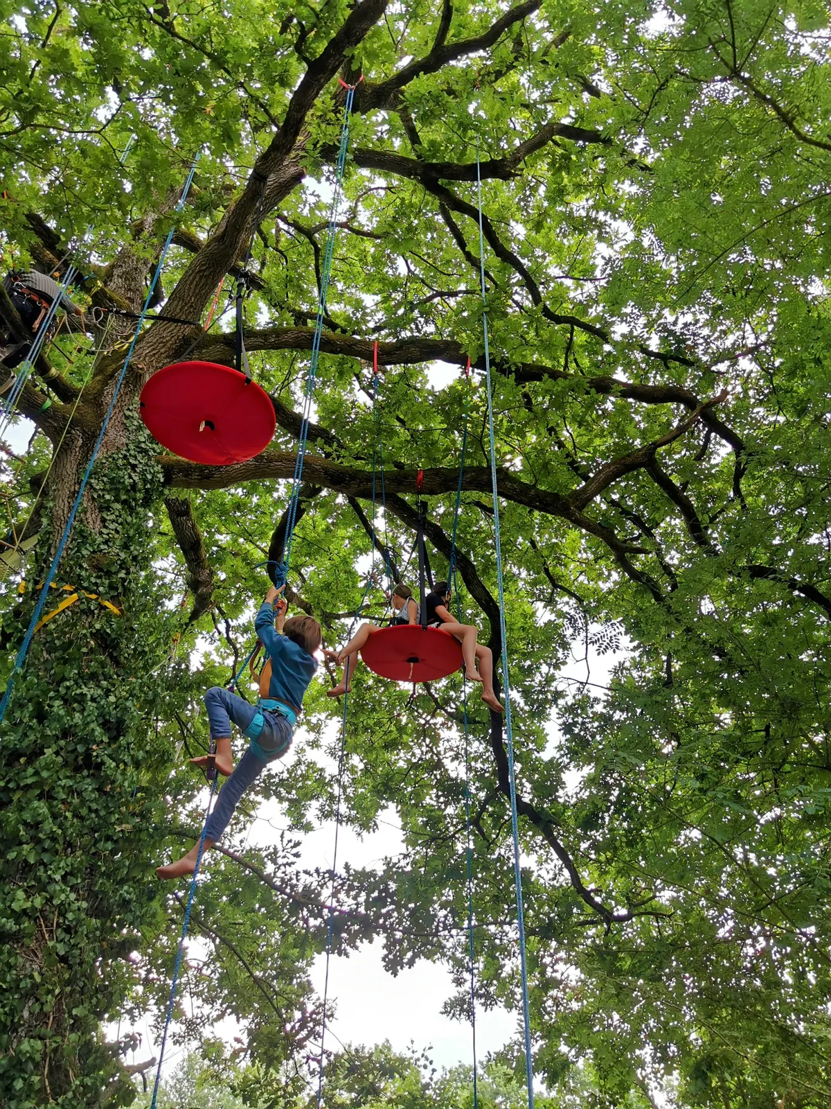 Grimpe d'arbre collectivités entreprises Bretagne - Photo 6