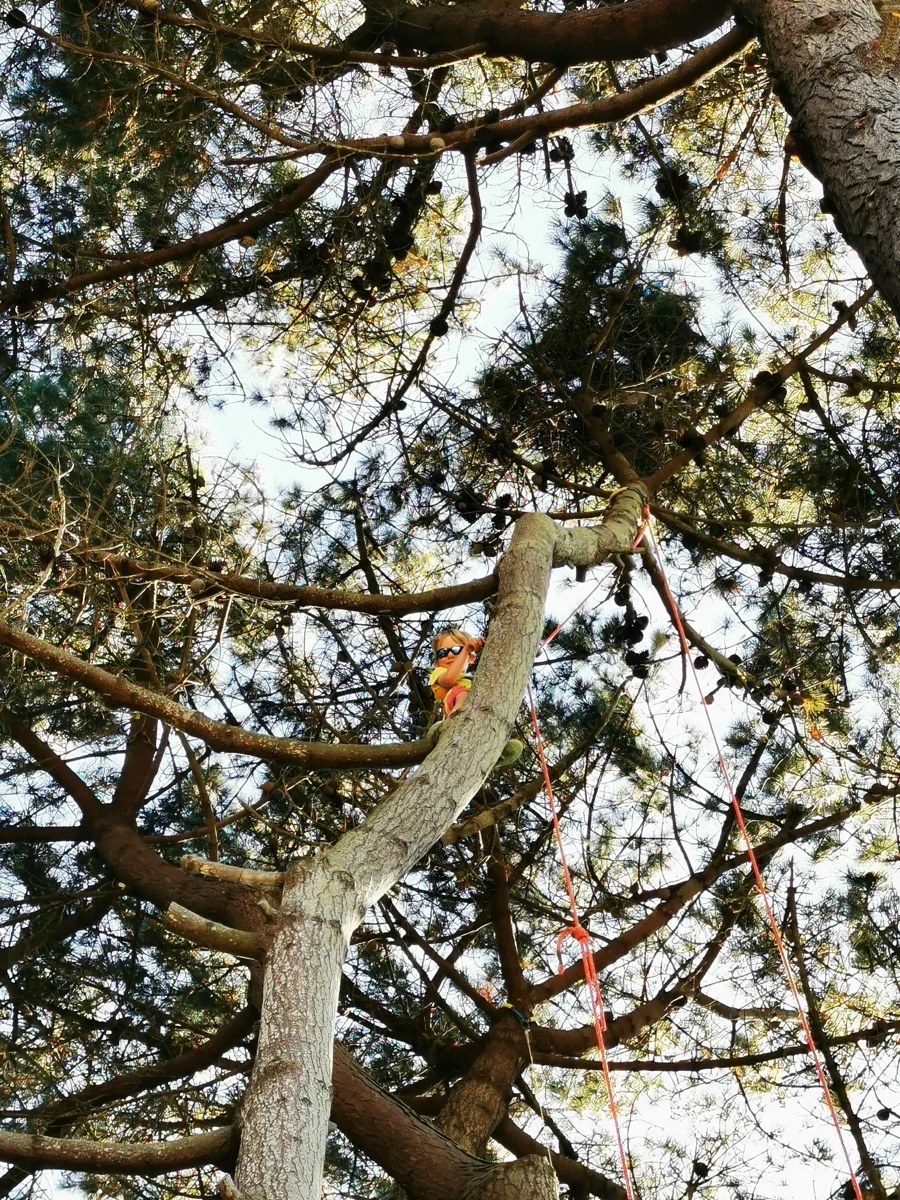 Atelier moulinette grimpe d'arbre - initiation en binôme grimpeur assureur