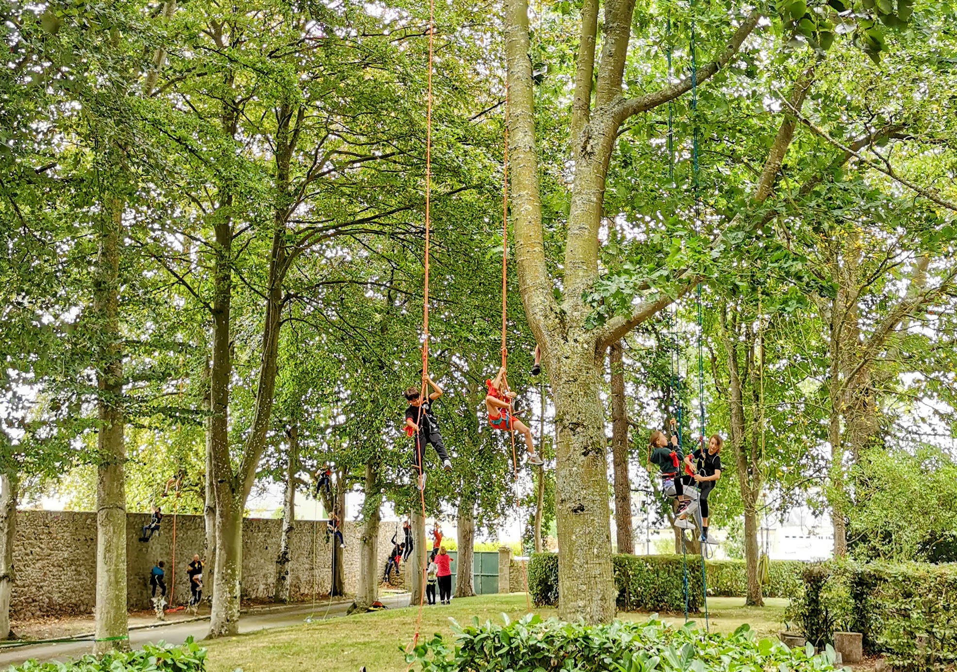 Grimpe d'arbre centre de loisirs - groupe enfants grimpant ALSH Bretagne