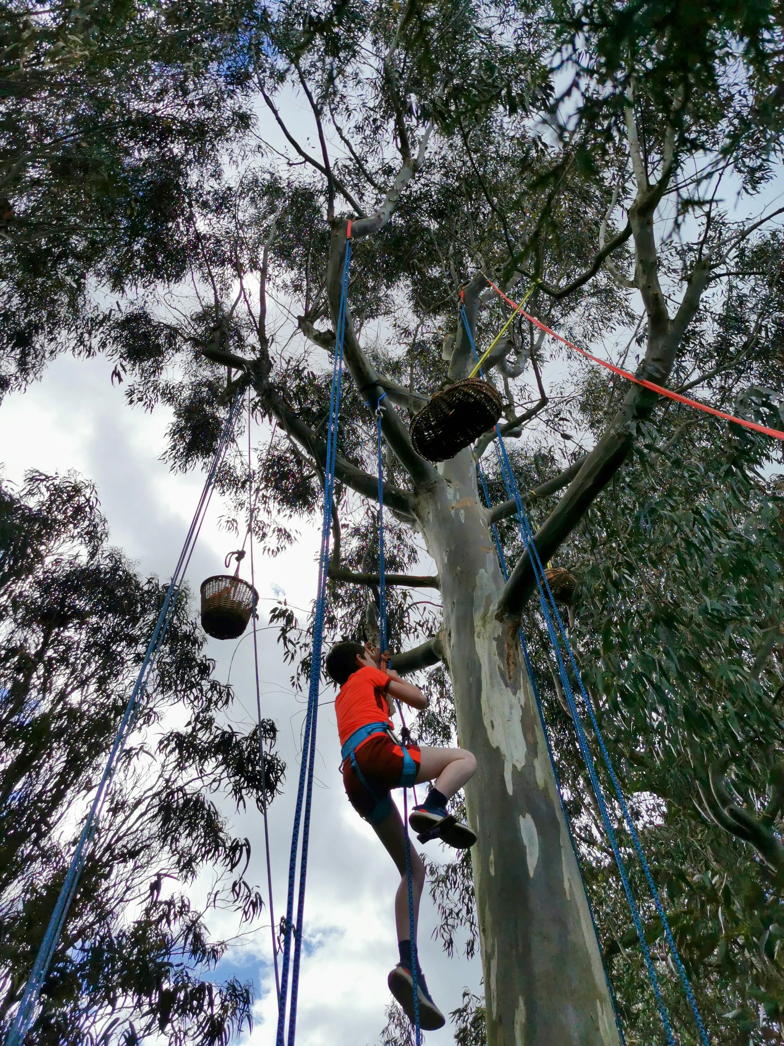 Animation sportive grimpe arbre éco-responsable - Bretagne