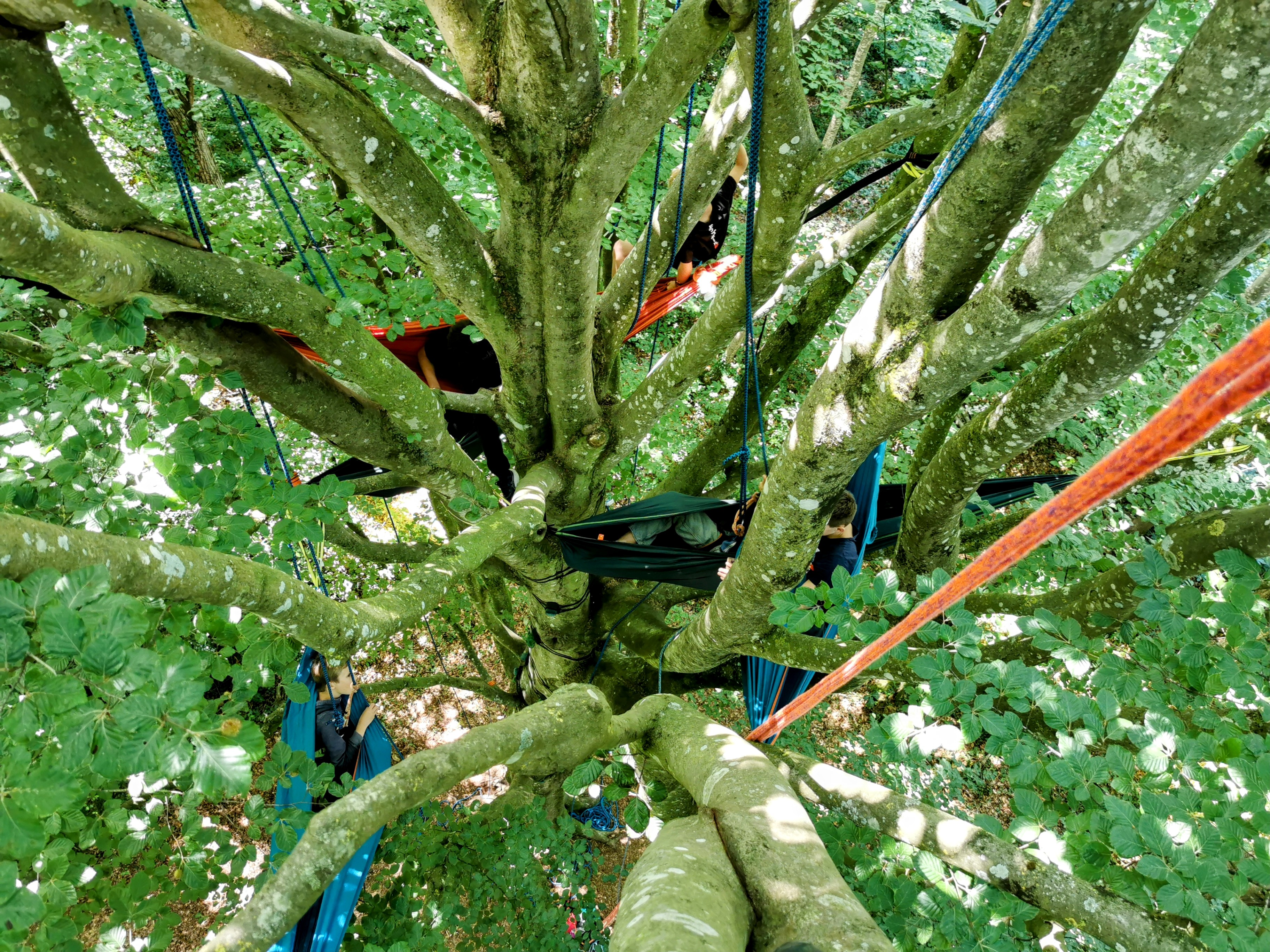 Bivouac en hamac suspendu dans les arbres pour nuit perchée Beaussais-sur-Mer Bretagne - Hébergement insolite nature