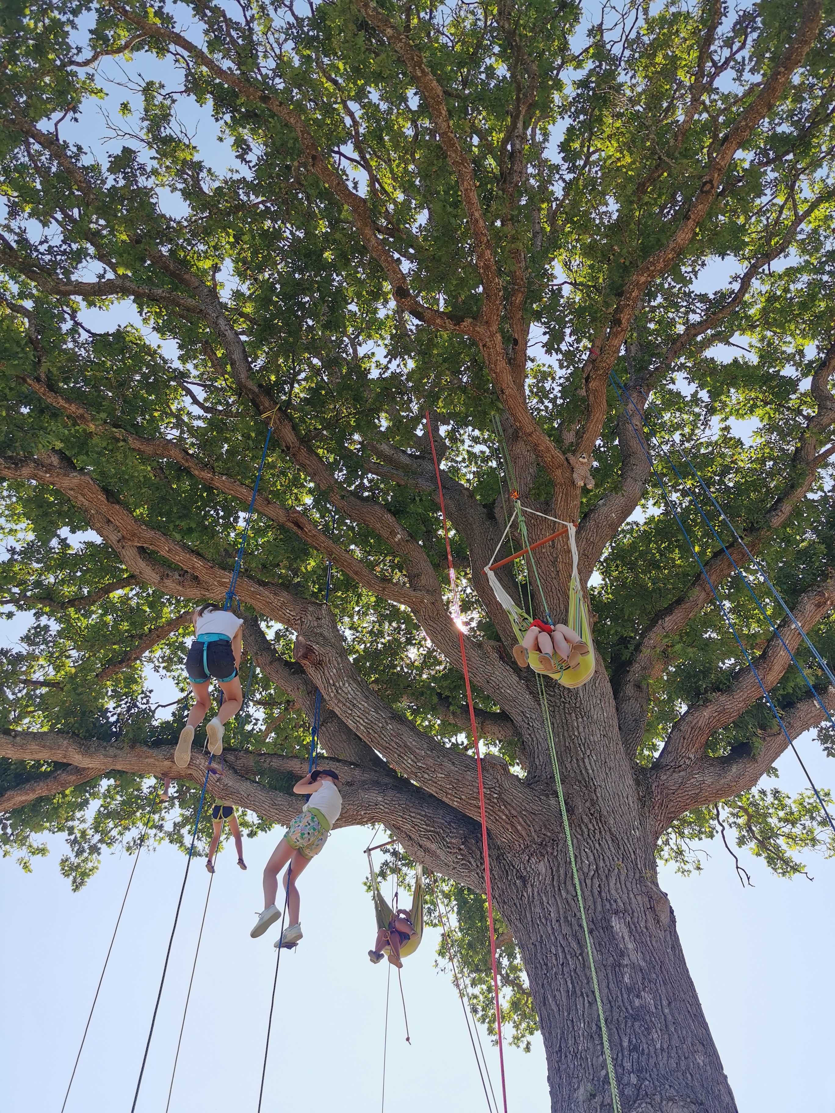 École primaire sortie nature grimpe arbre - Beaussais-sur-Mer, Bretagne, Côtes-d'Armor