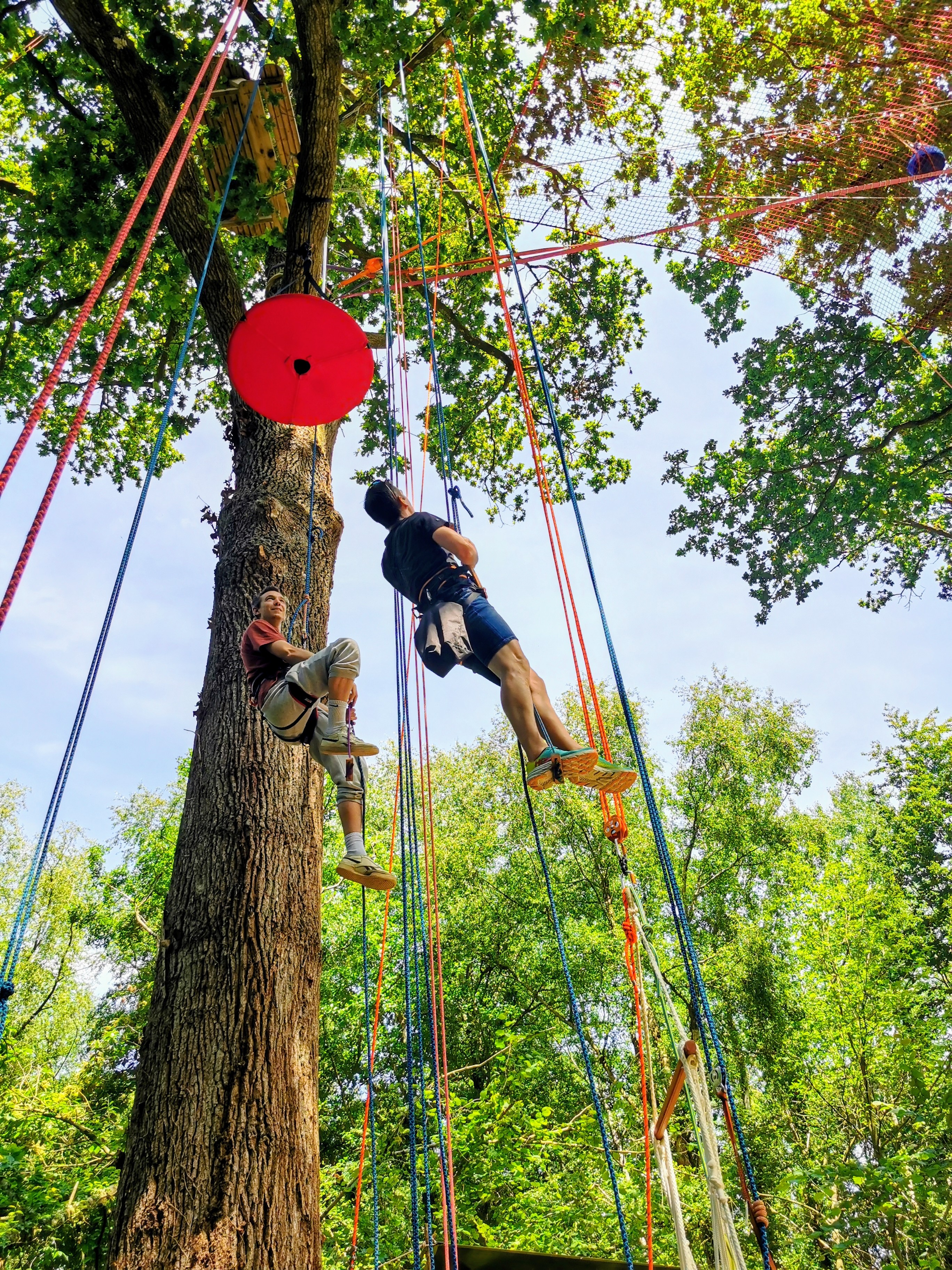 Activité plein air équipe grimpe arbre - Bretagne, Côtes-d'Armor