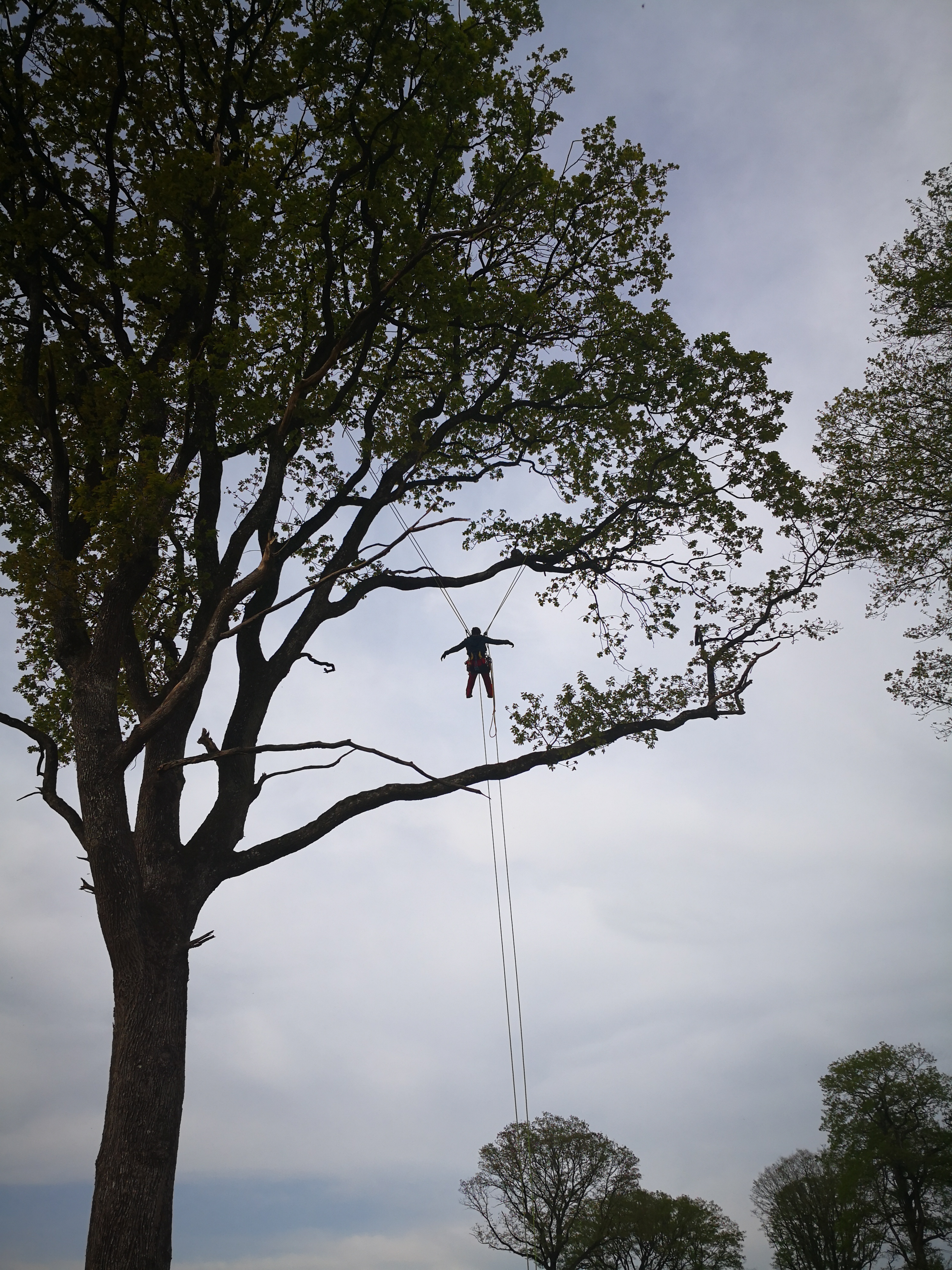 Progression en hauteur stage autonomie grimpe d'arbres Bretagne - Formation complète cordes et techniques avancées